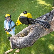 Best Tree Removal Services  in El Rio, CA